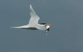 Royal Tern