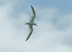 Royal Tern