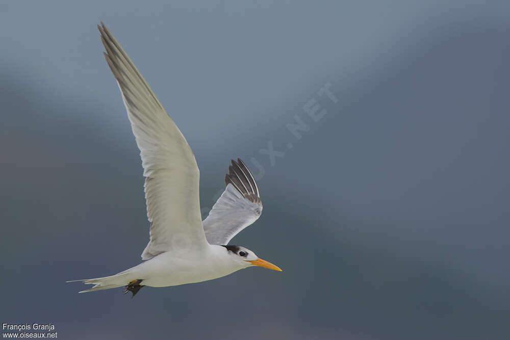 Lesser Crested Ternadult post breeding, Flight