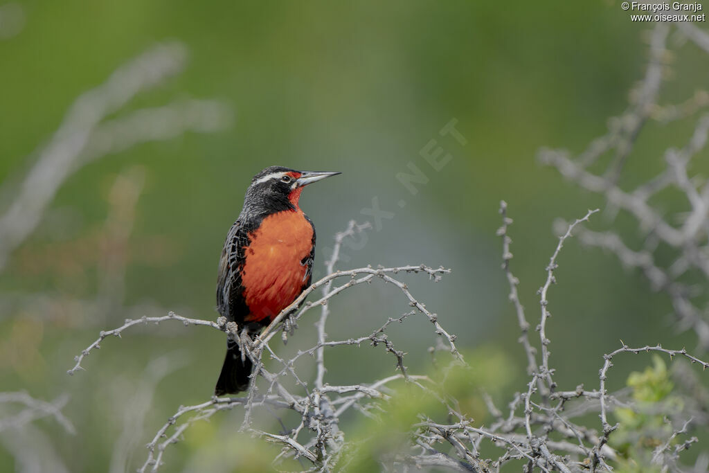 Long-tailed Meadowlark male