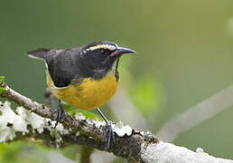 Bananaquit