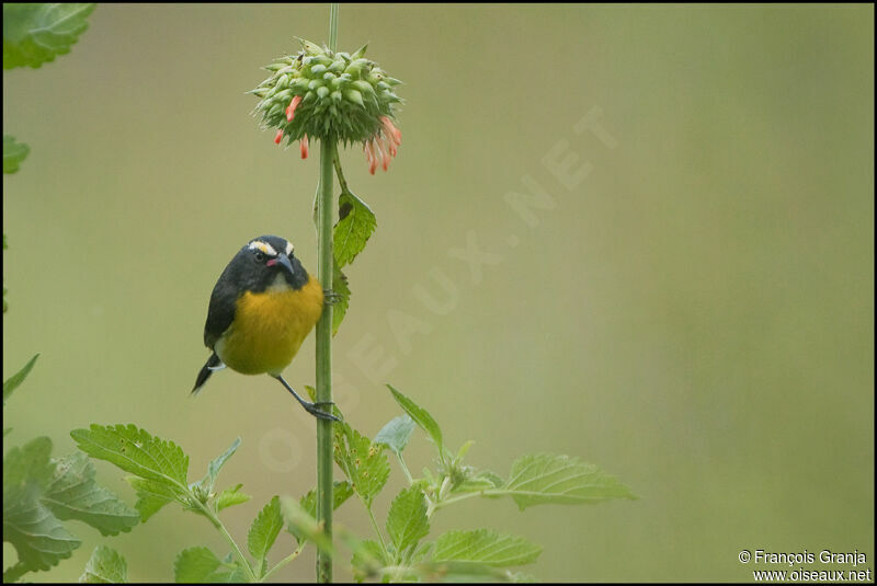 Bananaquitadult