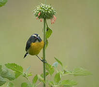 Bananaquit