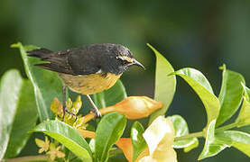 Bananaquit