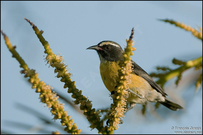 Bananaquitadult