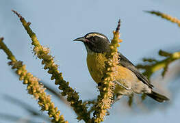 Bananaquit