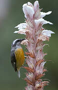 Bananaquit