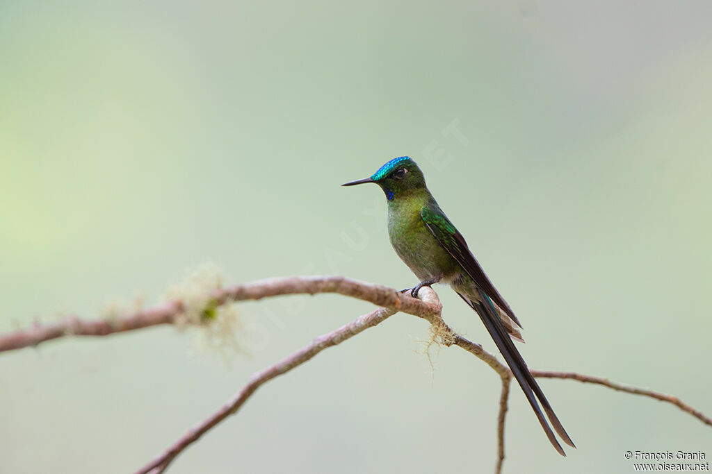 Long-tailed Sylph