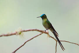 Long-tailed Sylph