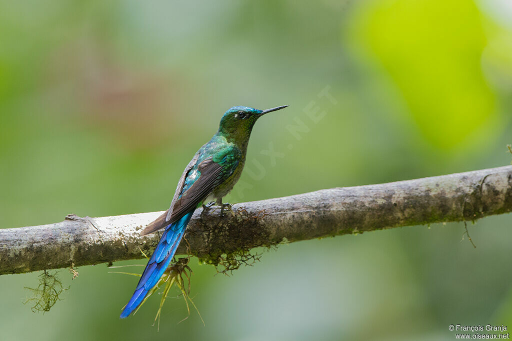 Long-tailed Sylph