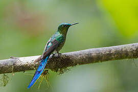 Long-tailed Sylph