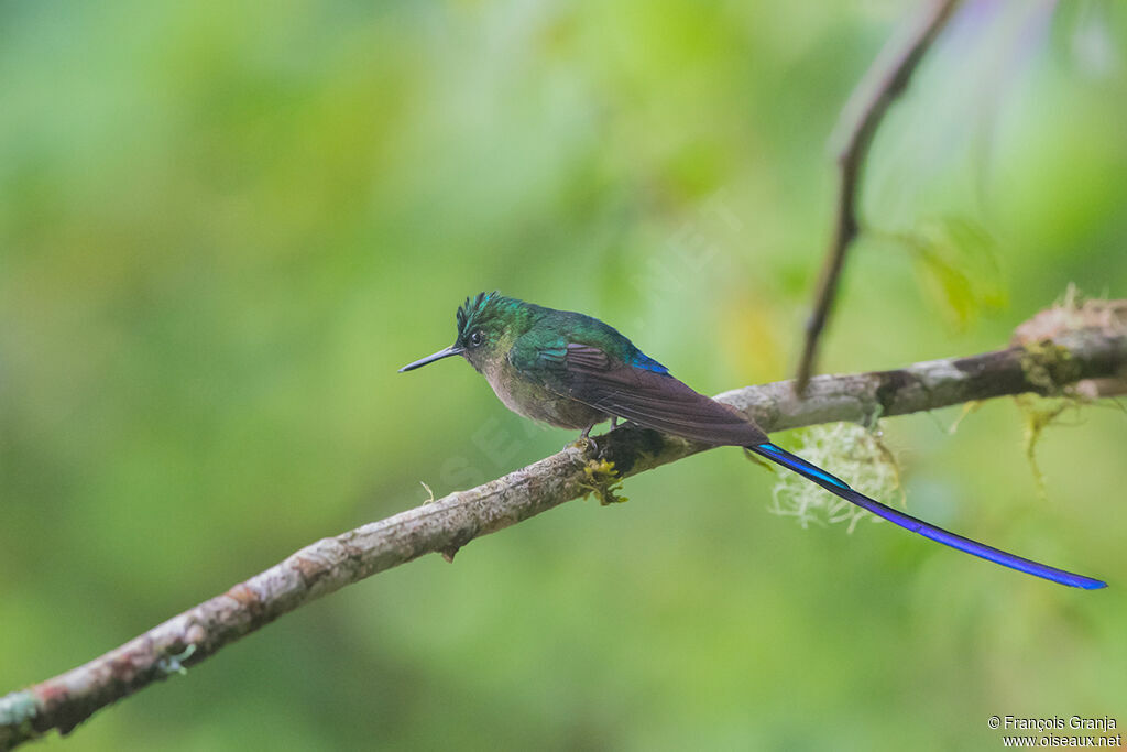 Violet-tailed Sylph