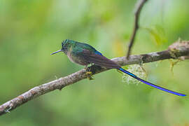 Violet-tailed Sylph