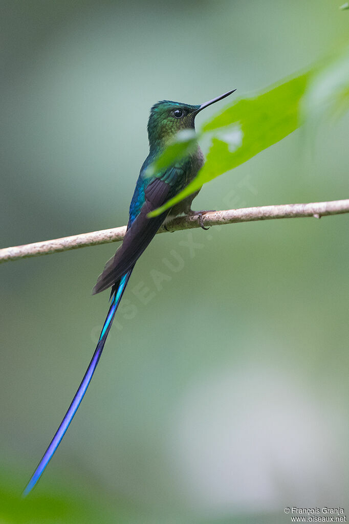 Violet-tailed Sylph