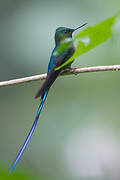 Violet-tailed Sylph