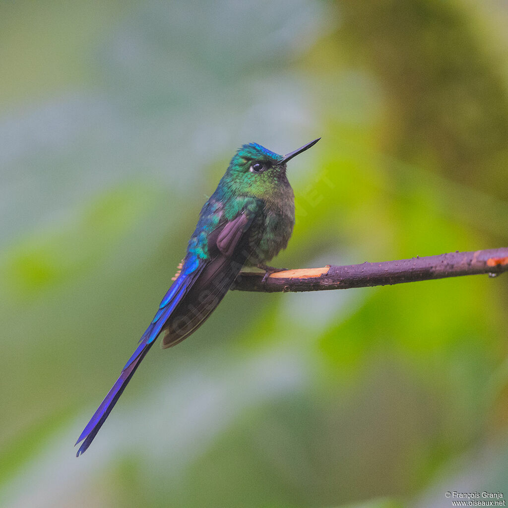 Violet-tailed Sylph