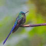 Violet-tailed Sylph