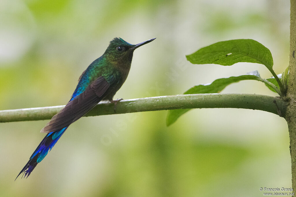 Violet-tailed Sylph