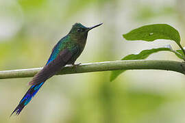 Violet-tailed Sylph