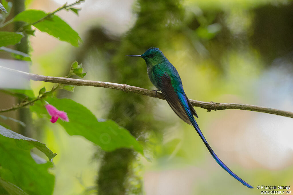 Violet-tailed Sylph