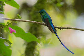 Violet-tailed Sylph