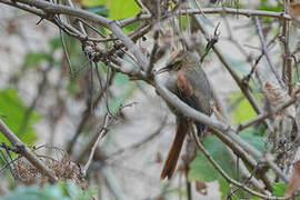 Creamy-crested Spinetail