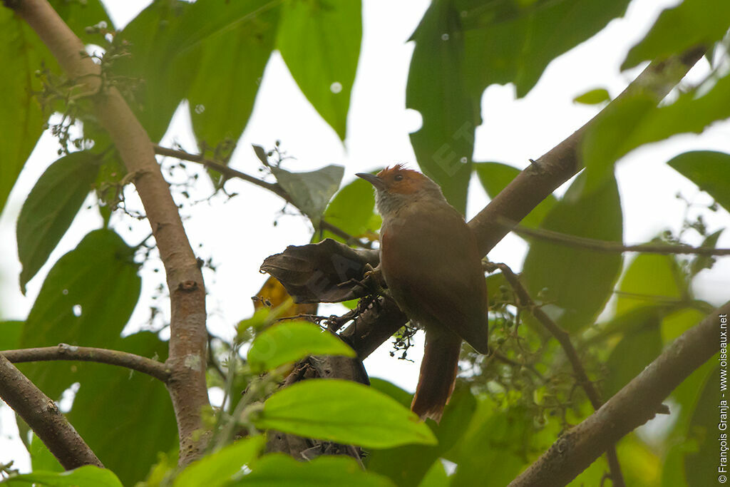 Red-faced Spinetail