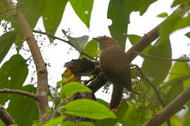 Red-faced Spinetail