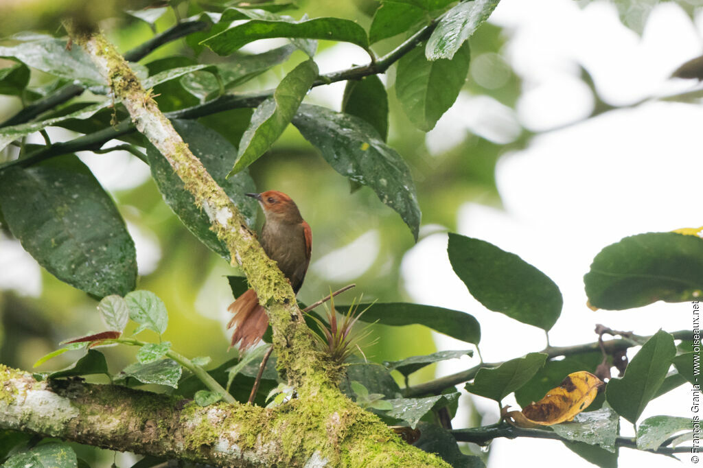 Red-faced Spinetailadult, identification