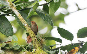 Red-faced Spinetail