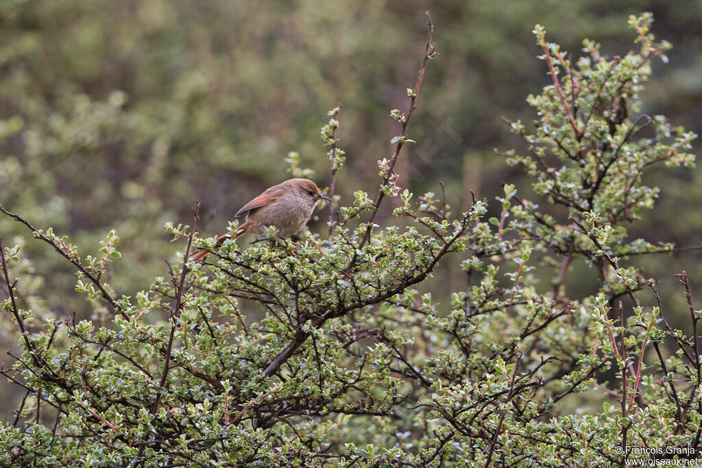 Rusty-fronted Canasteroadult