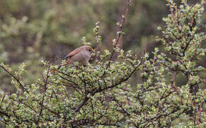 Rusty-fronted Canastero