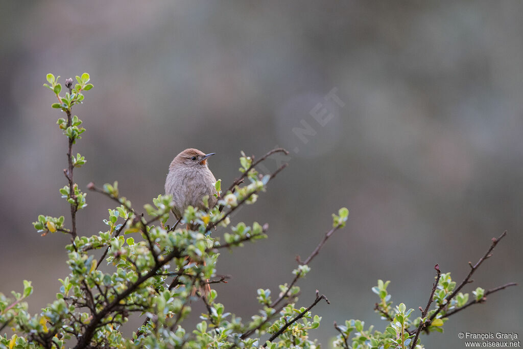 Rusty-fronted Canastero