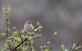 Rusty-fronted Canastero