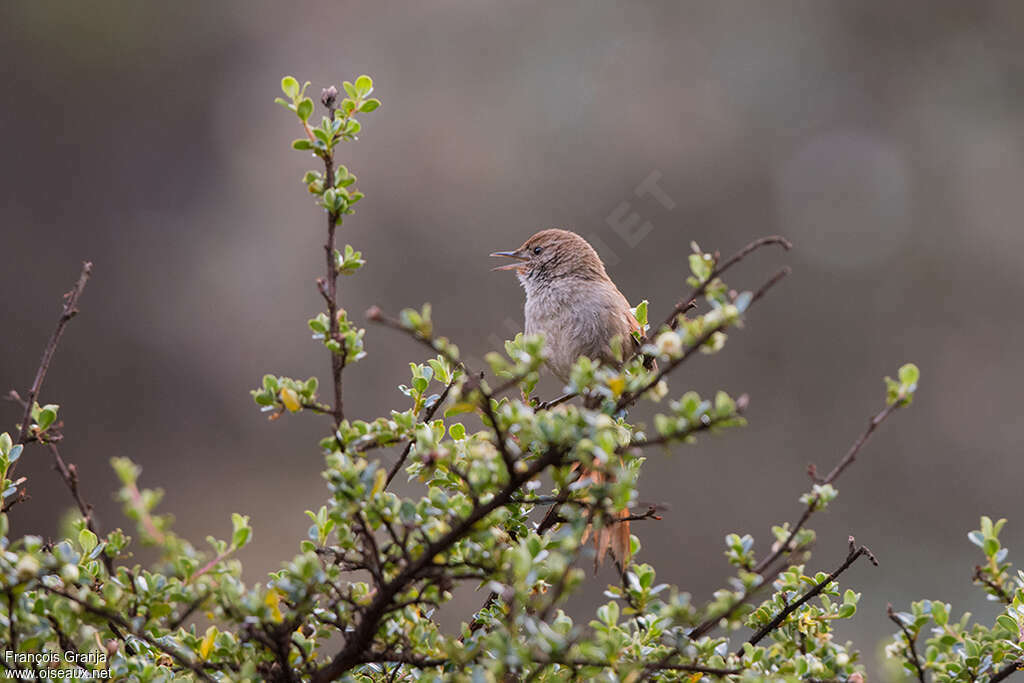 Rusty-fronted Canasteroadult