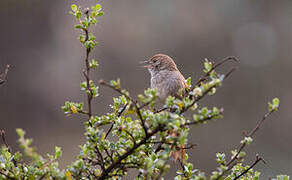 Rusty-fronted Canastero