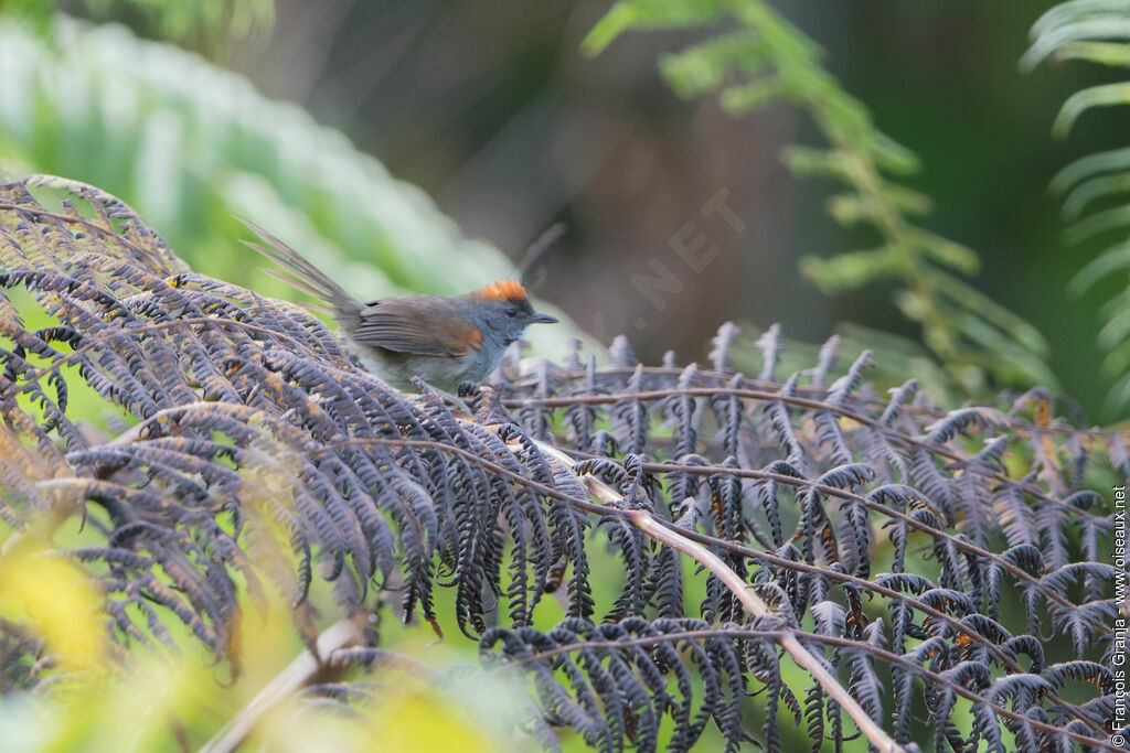 Dark-breasted Spinetail