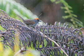 Dark-breasted Spinetail