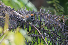 Dark-breasted Spinetail