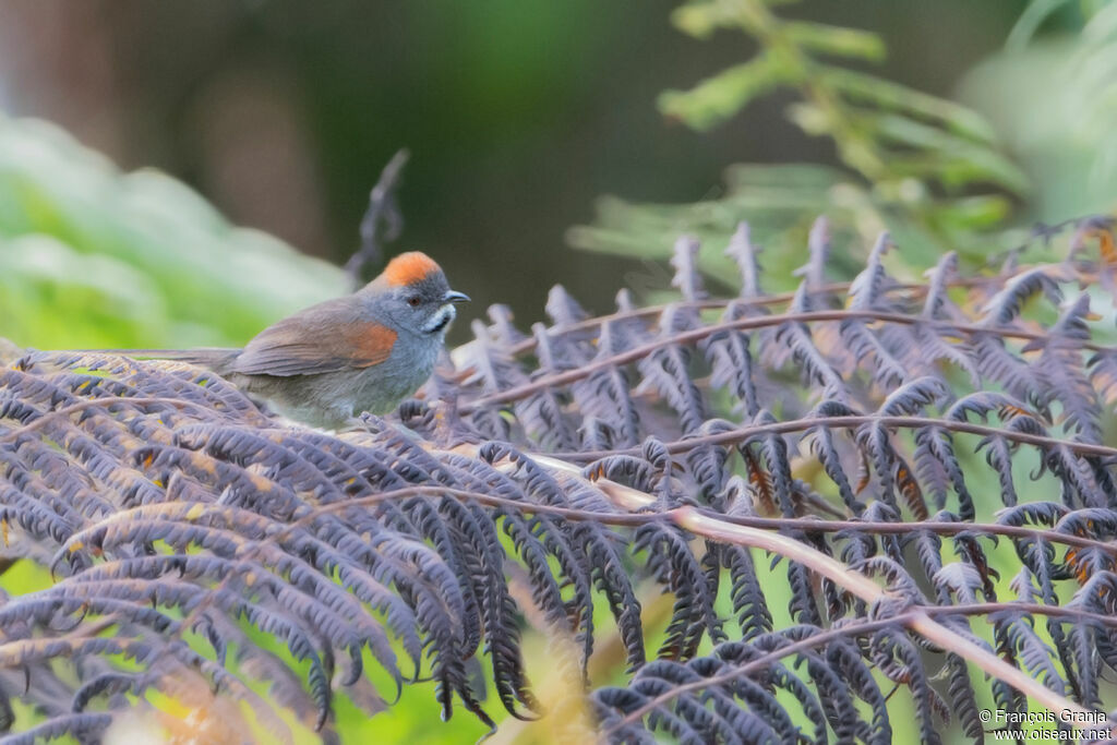 Dark-breasted Spinetail