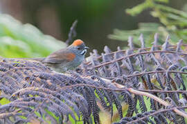 Dark-breasted Spinetail