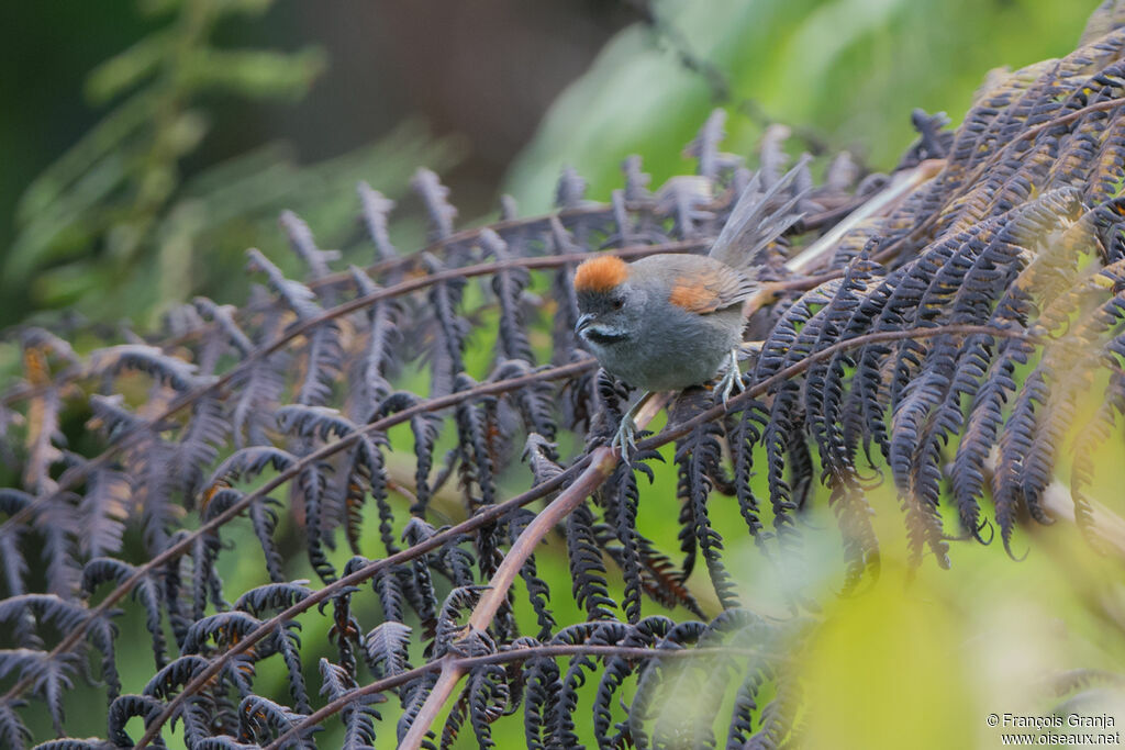 Dark-breasted Spinetailadult, identification