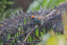 Dark-breasted Spinetail