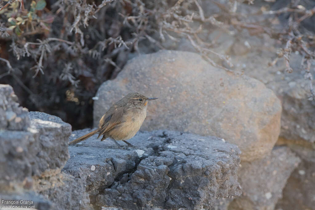 Cordilleran Canastero, habitat, camouflage