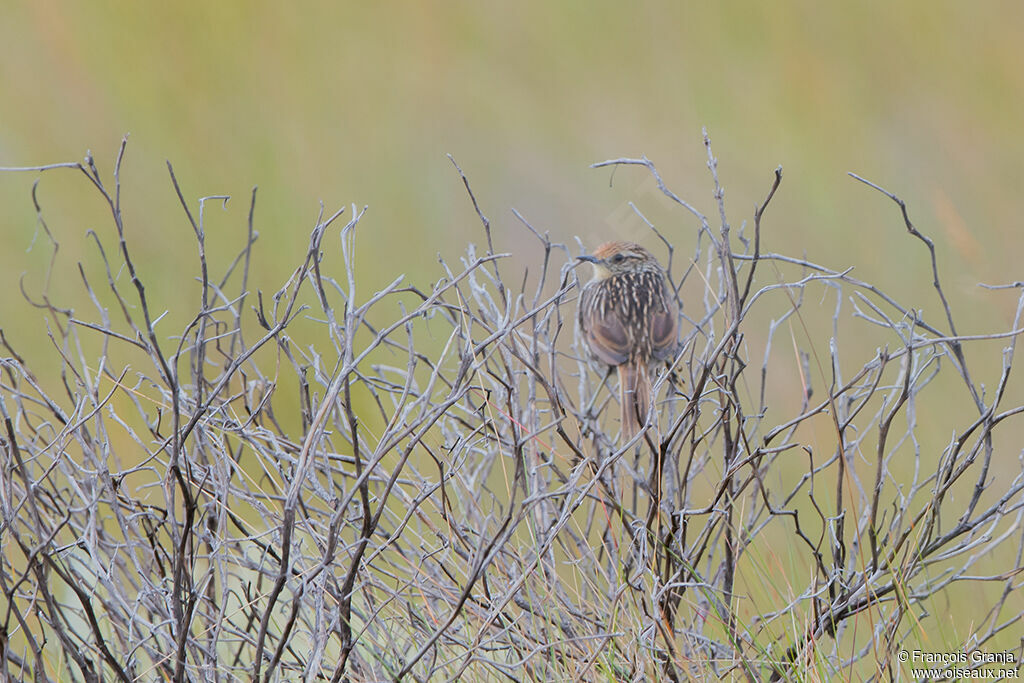 Many-striped Canastero