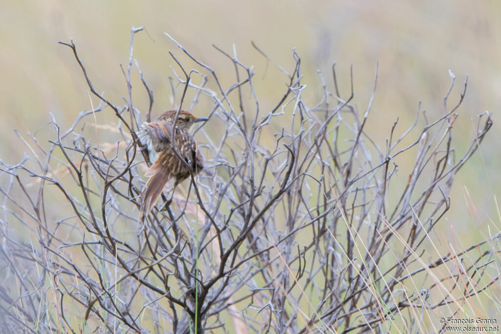 Many-striped Canastero