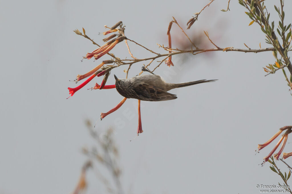 Streak-backed Tit-Spinetail