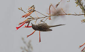 Streak-backed Tit-Spinetail