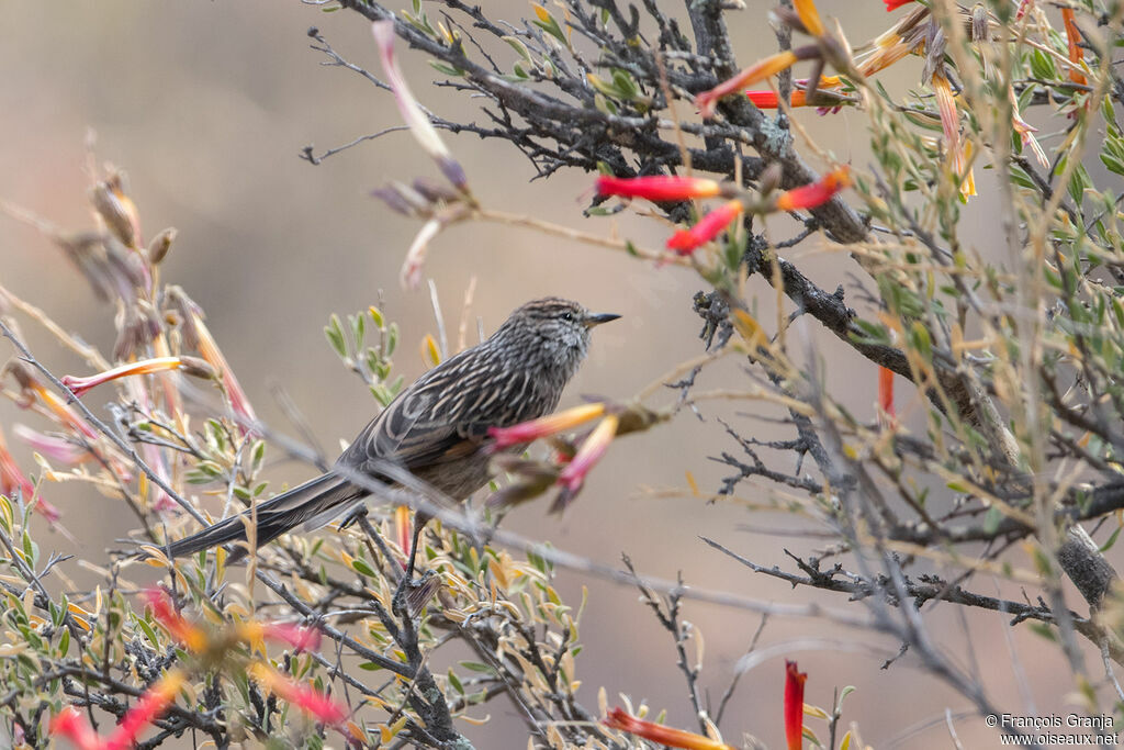 Streak-backed Tit-Spinetail