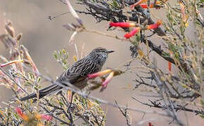 Streak-backed Tit-Spinetail